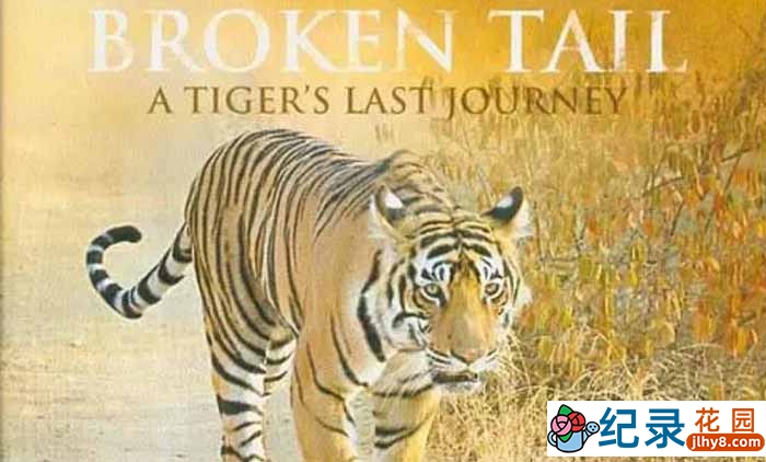 PBS野生动物保护纪录片《老虎“断尾”的最后旅程 Broken Tail:A Tiger’s Last Journey》全1集