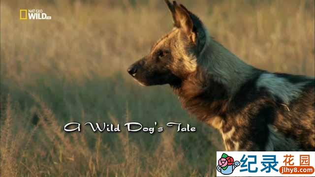 国家地理野生动物纪录片《野狗的传奇故事 A Wild Dog’s Tale》全1集