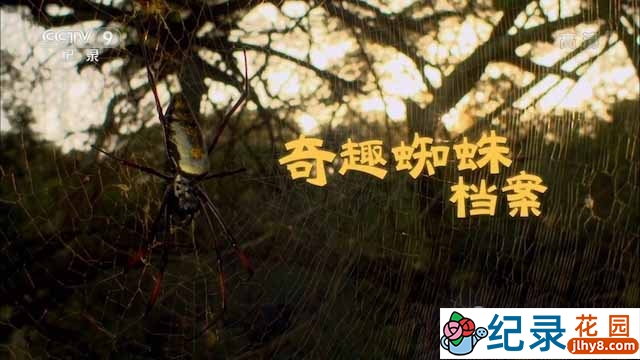 央视蛛形动物纪录片《奇趣蜘蛛档案》全1集