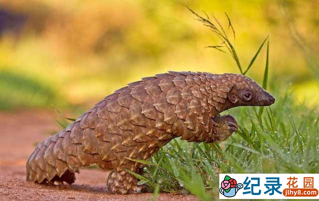 动物保护纪录片《黑市大起底 盗猎穿山甲 Black Market Poaching Pangolin》全1集