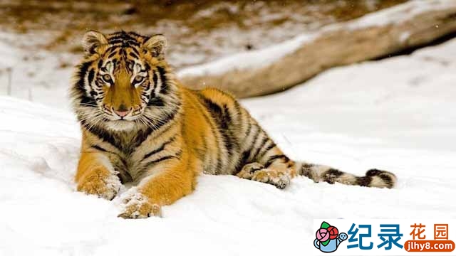 BBC动物保护纪录片《雪虎行动 Operation Snow Tiger》全2集