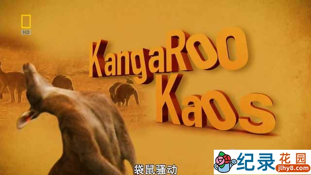 国家地理动物保护纪录片《袋鼠骚动 Kangaroo Kaos》全1集