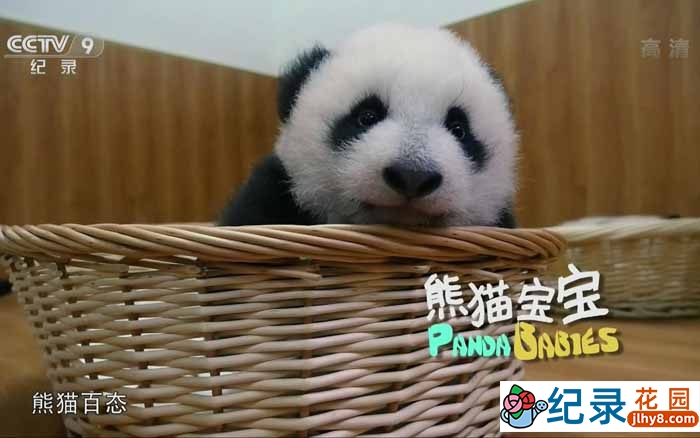 动物保护纪录片《熊猫宝宝 Panda Babies》全1集