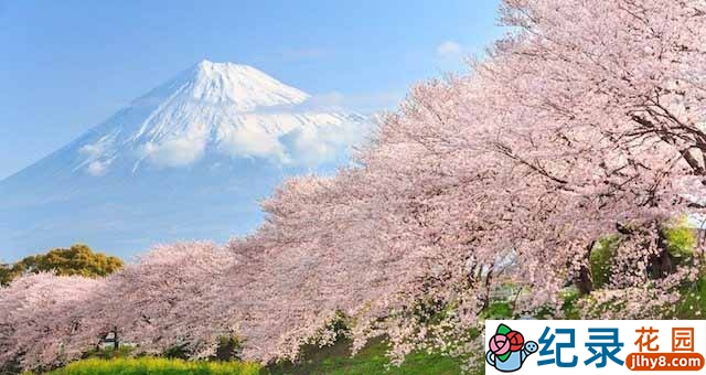 NHK音乐风光纪录片《樱花樱烂漫 Cherry Blossoms Romance Spring In Japan》全1集