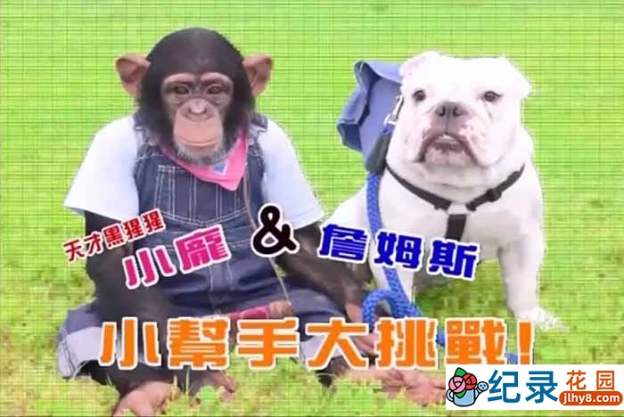 狗狗猩猩大冒險纪录片《阿笨和阿占 Pan & James》第1季