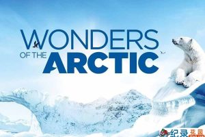 极地自然生态纪录片《北极奇观 Wonders of the Arctic》全1集原版无字 纪录片资源百度云盘下载 1080/MKV/6.34G