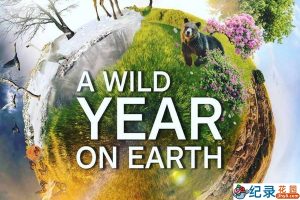 BBC自然生态纪录片《狂野地球 A Wild Year on Earth》全6集中字 纪录片资源百度云盘下载 4K/MKV/20.5G