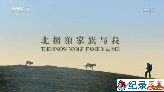 央视自然生态纪录片《北极狼家族与我 Snow Wolf Family and Me》全3集中字 TS/蓝光高清纪录片资源百度云盘下载插图