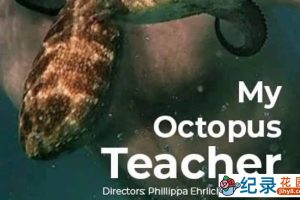 自然生态纪录片《我的章鱼老师 My Octopus Teacher》全1集 720P/1080i高清纪录片资源百度云盘下载