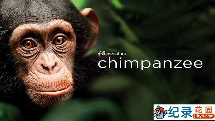 迪士尼自然生物纪录片《黑猩猩 Chimpanzee 2012》全1集 720P/1080i高清纪录片资源百度云盘下载插图