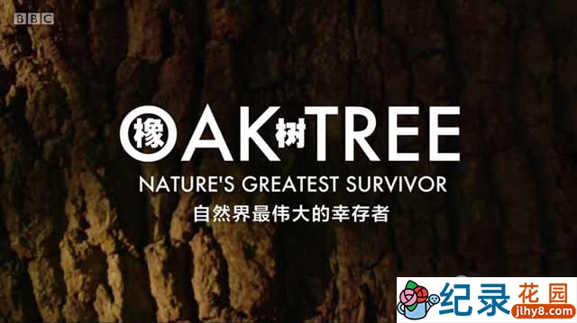 BBC植物研究纪录片《橡树 自然界最伟大的幸存者 Oak Tree Nature’s Greatest Survivor》全1集 720P/1080i高清纪录片资源百度云盘下载插图