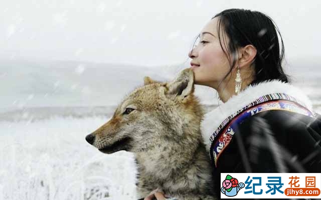 自然人文纪录片《重返狼群 Return To The Wolves》全1集 720P/1080i高清纪录片百度云下载插图