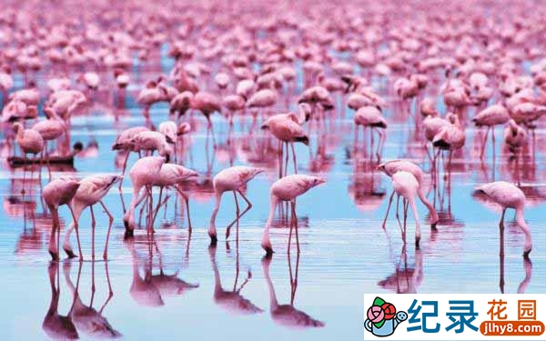 迪士尼自然生物纪录片《红色翅膀:火烈鸟故事 Crimson Wing Mystery Of The Flamingos》全1集 720P/1080i高清纪录片百度云下载插图