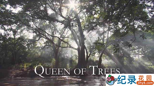 自然生态纪录片《树之女皇 The Queen of Trees》全1集 720P/1080i高清纪录片百度云下载插图