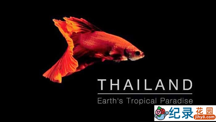 BBC自然生态纪录片《泰国:地球上的热带天堂 Thailand: Earth’s Tropical Paradise》全3集 720P/1080i高清纪录片百度云下载插图