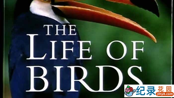 BBC自然生态纪录片《野鸟世界 The Life Of Birds》全10集 标清纪录片百度云下载插图