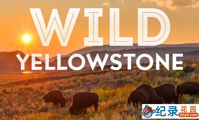 国家地理自然生态纪录片《野性黄石公园 Wild Yellowstone》全2集 720P/1080i高清纪录片百度云下载插图