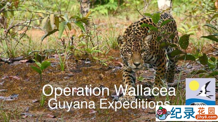 BBC自然生态纪录片《探索圭亚那 Expedition Guyana》全3集 720P/1080i高清纪录片百度云下载插图