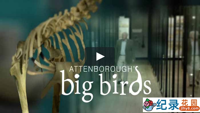 BBC自然生物纪录片《爱登堡领略大型鸟类 Attenborough’s Big Birds》全1集 720P/1080i高清纪录片百度云下载插图