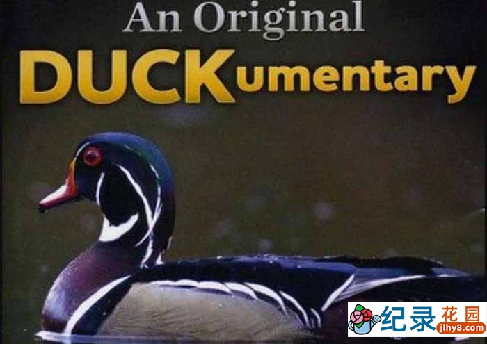 PBS自然生态纪录片《鸭鸭世界/鸭之物语 An Original DUCKumentary》全1集 720P/1080i高清纪录片百度云插图