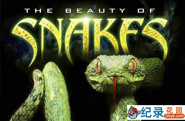 自然生物纪录片《蛇之惊艳奇观 The Beauty of Snakes》全1集 720P/1080i高清纪录片百度云插图