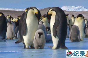 BBC自然生态纪录片《帝企鹅宝宝的生命轮回之旅 Snow Chick – A Penguin’s Tale》全1集 720P/1080i高清纪录片资源百度云盘下载