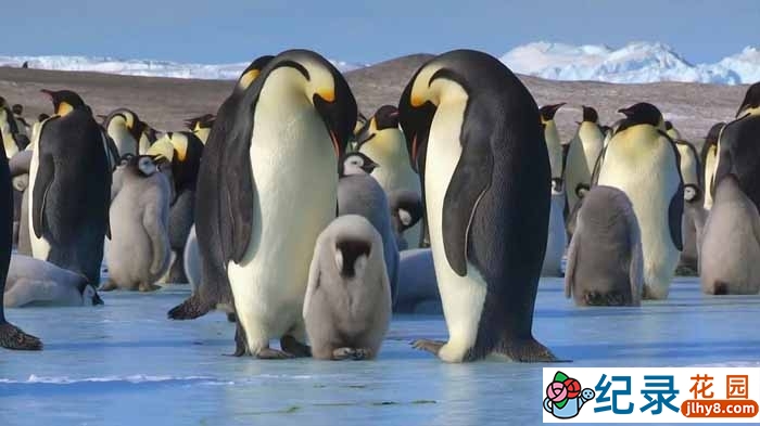 BBC自然生态纪录片《帝企鹅宝宝的生命轮回之旅 Snow Chick – A Penguin’s Tale》全1集 720P/1080i高清纪录片资源百度云盘下载插图