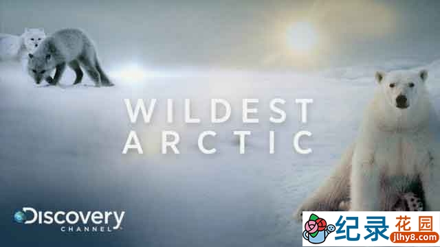 探索频道自然生态纪录片《野性北极 Wildest Arctic》全4集 720P/1080i高清纪录片百度云插图