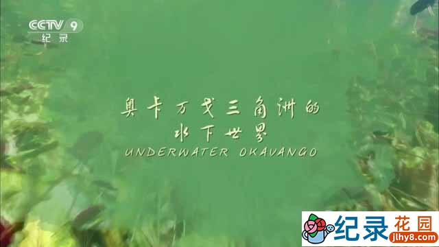 央视自然生态纪录片《奥卡万戈三角洲的水下世界 Underwater Okavango》全1集