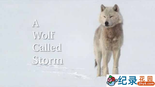 BBC自然生态纪录片《狼之风暴 A Wolf Called Storm》全1集