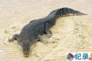 国家地理自然生物纪录片《鳄鱼之王 Crocodile King》全1集 720P/1080i高清纪录片资源百度云盘下载