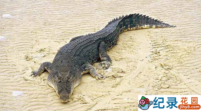 国家地理自然生物纪录片《鳄鱼之王 Crocodile King》全1集