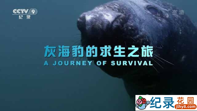 央视海洋生物纪录片《灰海豹的求生之旅 A Journey of Survival》全1集