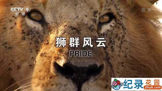 央视捕食者纪录片《狮群风云 Pride》全2集 TS/蓝光高清纪录片资源百度云盘下载插图