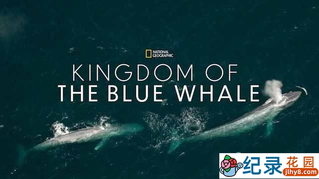 国家地理海洋生物纪录片《蓝鲸王国 Kingdom Of The Blue Whale》全1集中字 720P/1080i高清纪录片资源百度云盘下载插图