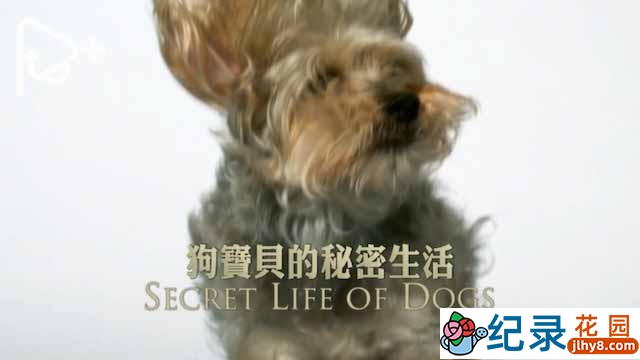 PTS公视宠物纪录片《狗宝贝的秘密生活 Secret Life of Dogs》全3集中字 720P/1080i高清纪录片资源百度云盘下载插图