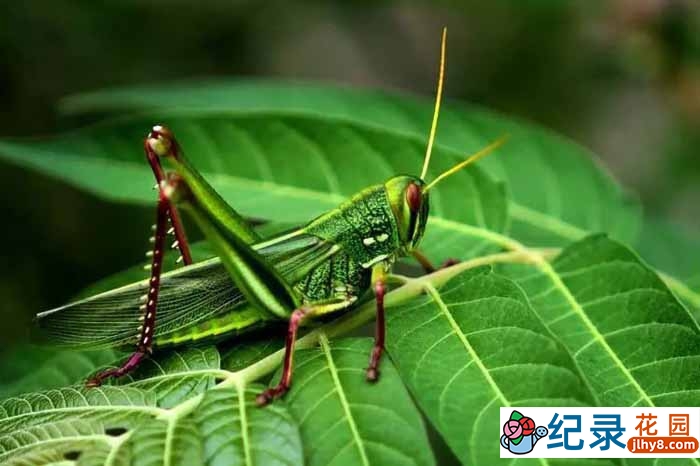 PTS昆虫纪录片《虫虫刺客任务 Insects to the Rescue》全1集中字 720P/1080i高清纪录片资源百度云盘下载插图