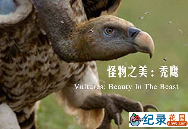 BBC猛禽纪录片《秃鹫：野兽之美 Vultures:Beauty in the Beast》全2集 720P/1080i高清纪录片资源百度云盘下载插图