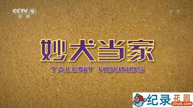 央视宠物纪录片《妙犬当家 Talent Hounds》全1集 720P/1080i高清纪录片资源百度云盘下载插图