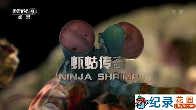 央视皮皮虾纪录片《虾蛄传奇 Ninja Shrimp》全1集 720P/1080i高清纪录片资源百度云盘下载插图