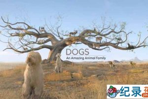 萌宠纪录片《神奇的犬科家族 Dogs An Amazing Animal Family》全3集 720P/1080i高清纪录片资源百度云盘下载