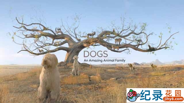 萌宠纪录片《神奇的犬科家族 Dogs An Amazing Animal Family》全3集 720P/1080i高清纪录片资源百度云盘下载插图