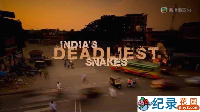 BBC生命探索纪录片《印度毒蛇之最 India’s Deadliest Snakes》全1集 720P/1080i高清纪录片百度云下载插图