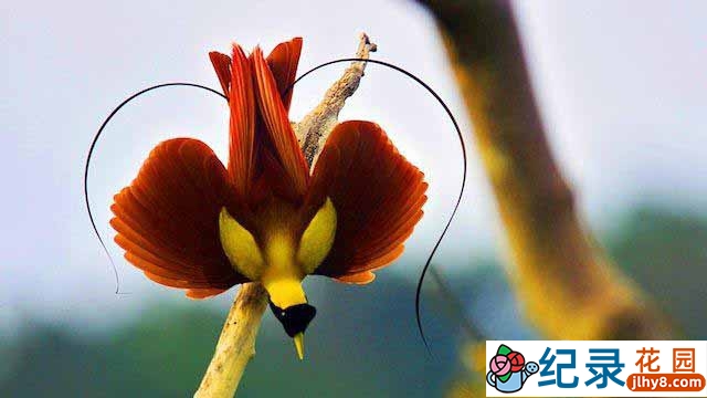 BBC生命探索纪录片《极乐鸟 Birds of Paradise》全1集 720P/1080i高清纪录片百度云下载插图