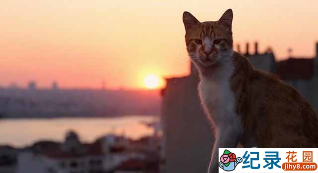 萌宠纪录片《伊斯坦布尔的猫 Kedi》全1集 720P/1080i高清纪录片百度云下载插图