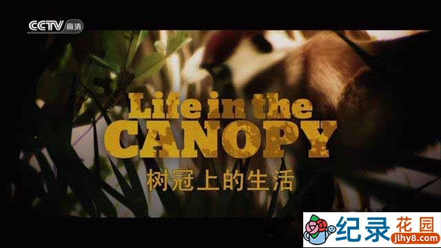 生命探索纪录片《树冠上的生活 Life in the Canopy》全3集 720P/1080i高清纪录片百度云下载插图