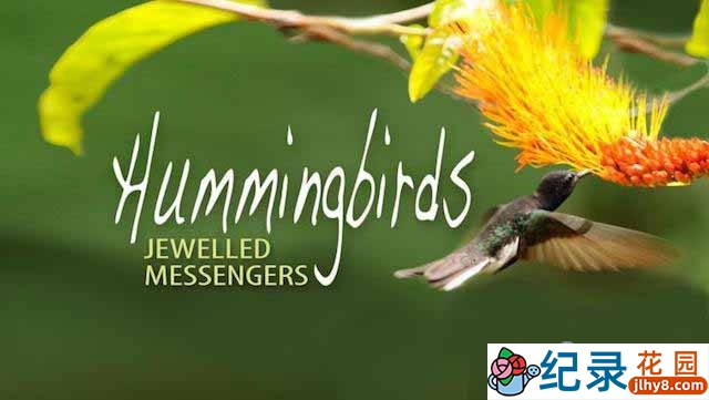 生命探索纪录片《蜂鸟信使 Hummingbirds Jewelled Messengers》全1集 720P/1080i高清纪录片百度云下载插图