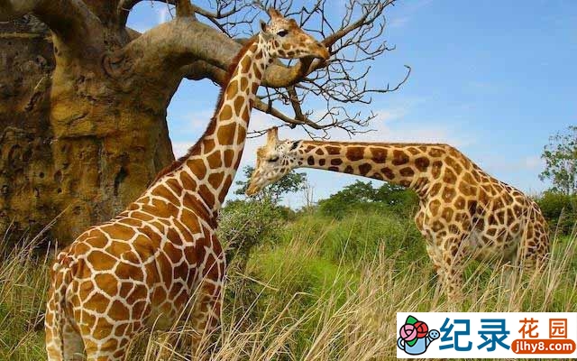 BBC生命探索纪录片《长颈鹿：非洲的温柔巨人 Giraffes: Africa’s Gentle Giants》全1集 标清纪录片百度云下载插图