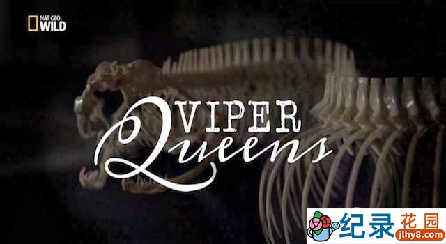 国家地理生命探索纪录片《毒蛇女王/毒蛇皇后 Viper Queens》全1集 720P/1080i高清纪录片百度云下载插图