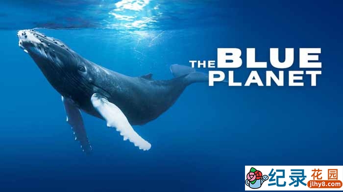 BBC海洋生态纪录片《蓝色星球The Blue Planet》第1季 720P/1080i高清纪录片百度云下载插图